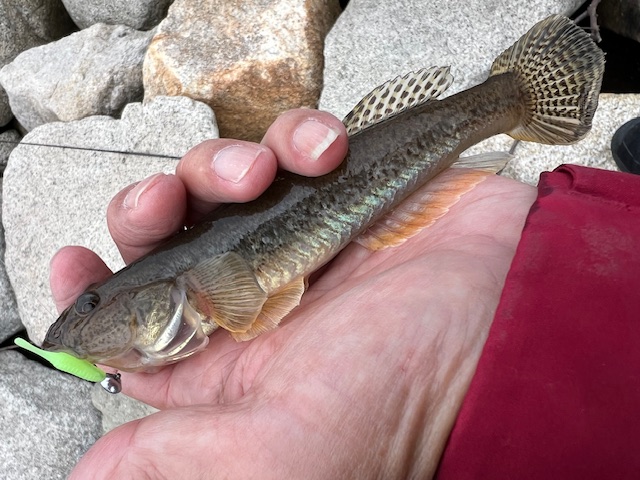 日本海方面ハゼ釣り9