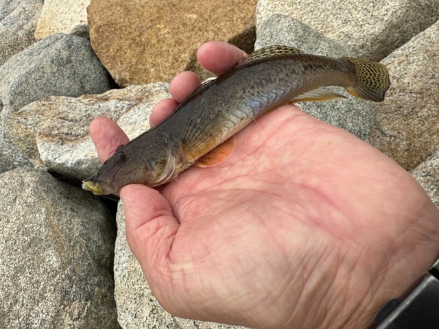 日本海方面ハゼ釣り9