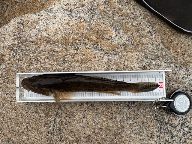 日本海方面ハゼ釣り9