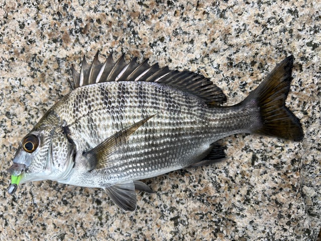 日本海方面ハゼ釣り9