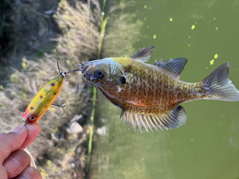 高山ダムのトップゲーム