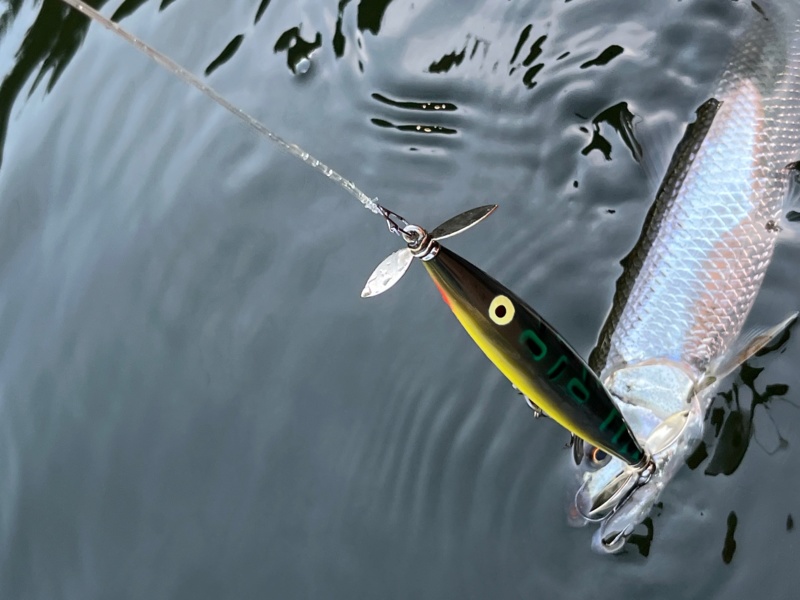 高山ダムのトップゲーム