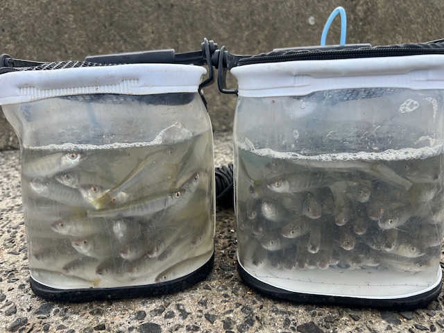 淀川のハエ釣り5