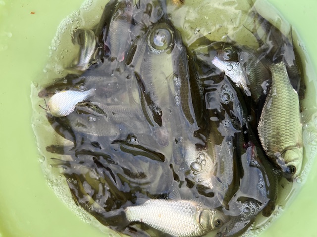 淀川のハエ釣り5