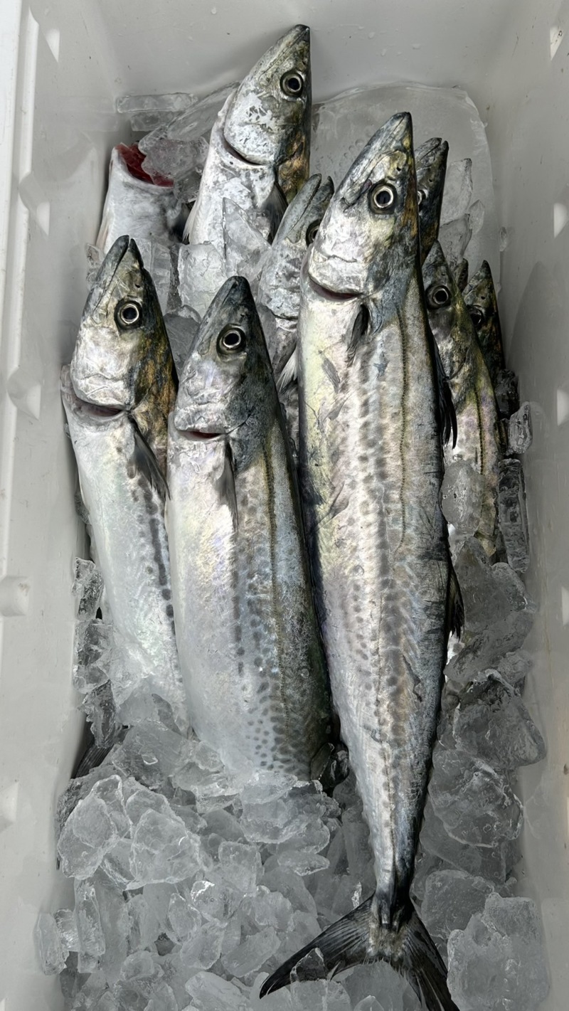 インショア ブレードジギング!