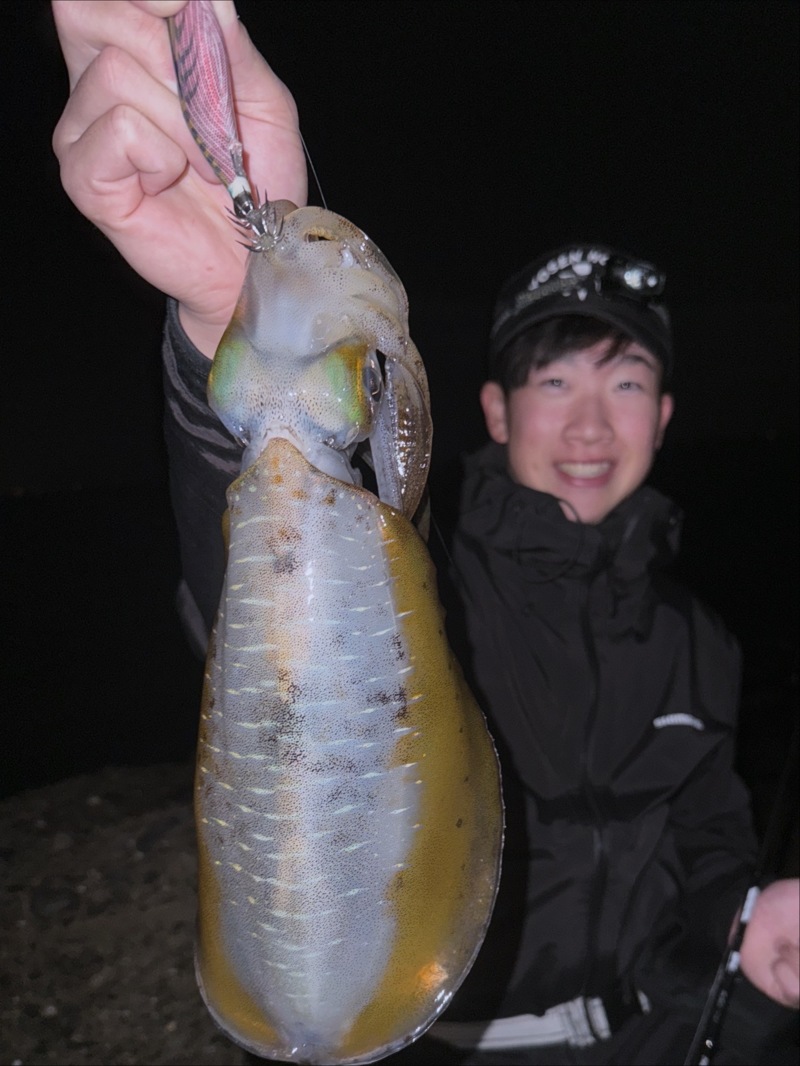 æ·¡è·¯å³¶ã®æµœã‹ã‚‰å¤œã®ã‚¨ã‚®ãƒ³ã‚°ã§ã‚¢ã‚ªãƒªã‚¤ã‚«é‡£æžœ