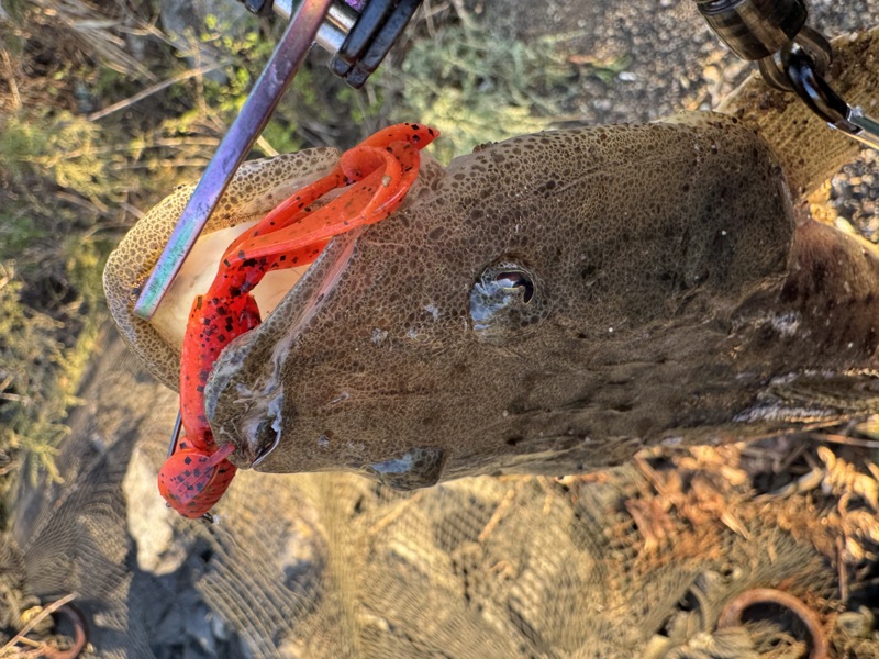 和歌山県紀ノ川河口のルアーでマゴチ釣果