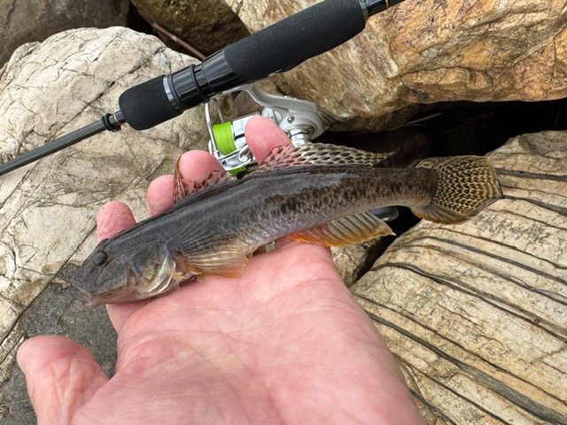 日本海方面ハゼ釣り10
