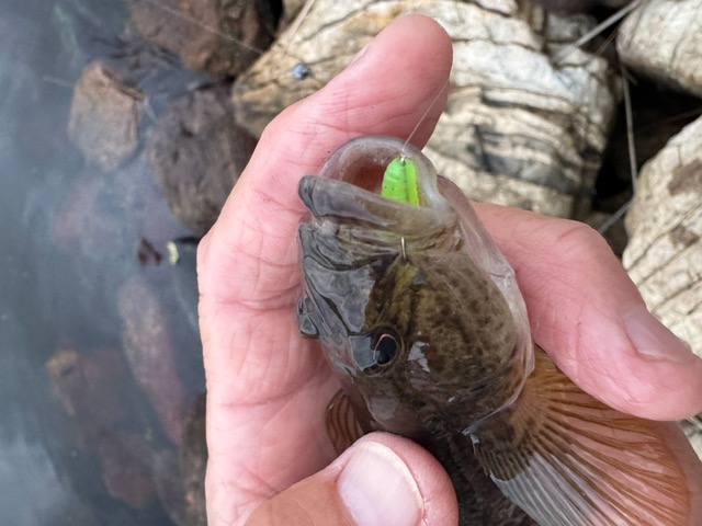 福井県久々子湖の岸からエサ釣りでハゼ釣果