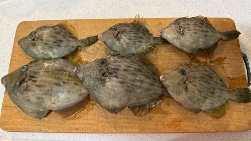 和歌山県加太の「三邦丸」でカワハギ釣果