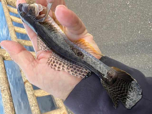 福井県久々子湖の岸からエサ釣りでハゼ釣果