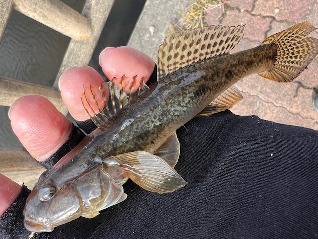 福井県久々子湖の岸からエサ釣りでハゼ釣果