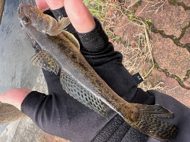 福井県久々子湖の岸からエサ釣りでハゼ釣果