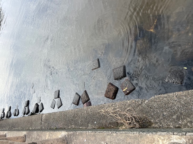 福井県久々子湖の岸からエサ釣りでハゼ釣果