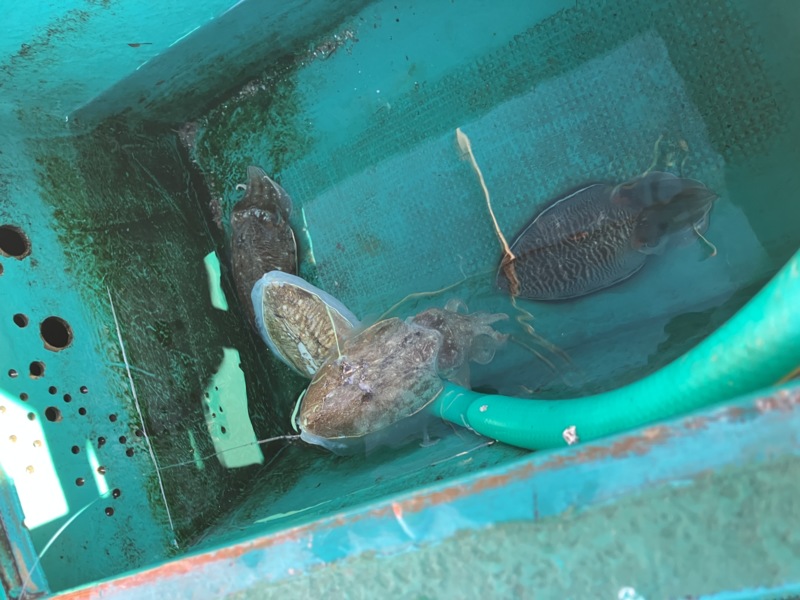 神戸明石の釣船「海連丸」のジギングでグチ釣果