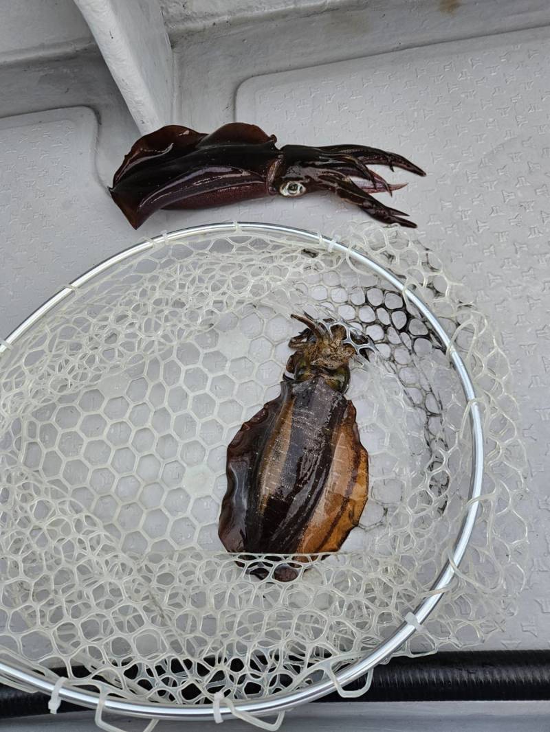 和歌山県海南市「ボートエース」のティプランでアオリイカ釣果