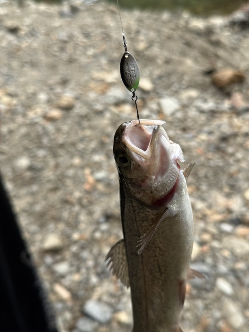 大阪府高槻市の管理釣り場「芥川マス釣り場」でニジマス釣果