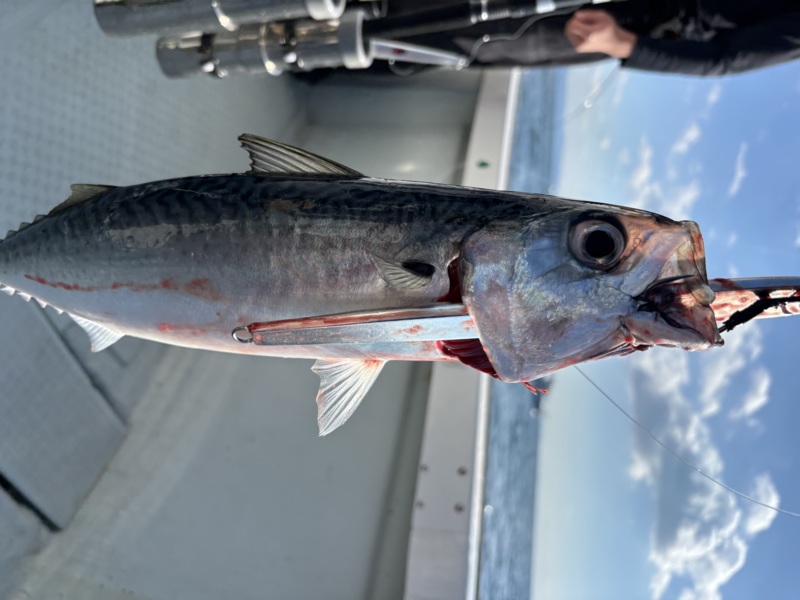 大阪府泉佐野市から出船の「バグース」でブリ・サワラ釣果