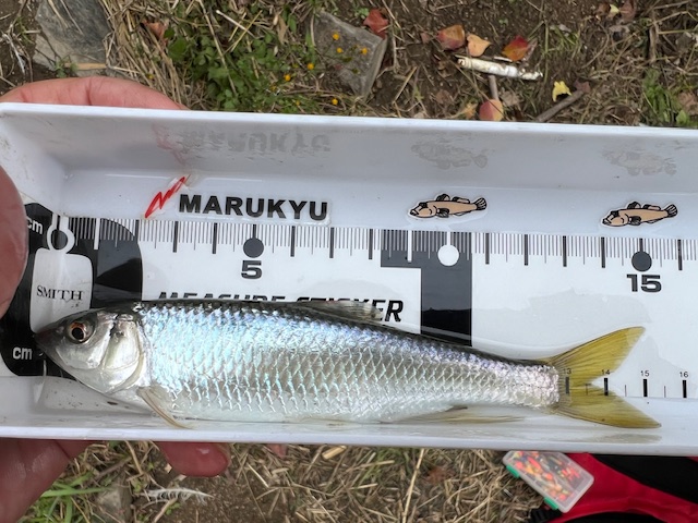 淀川河川公園三島江地区の岸からのオイカワ釣果