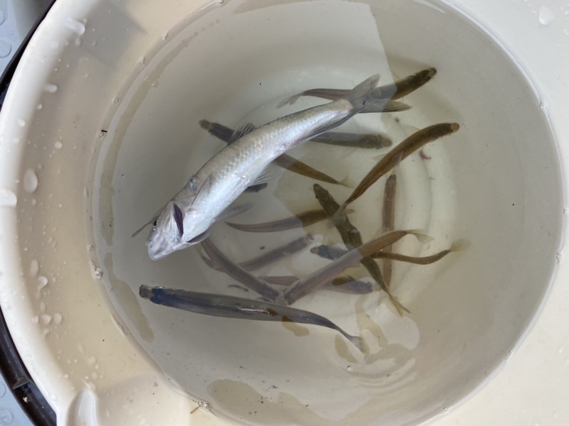 伊自良湖ボートワカサギ釣り釣果