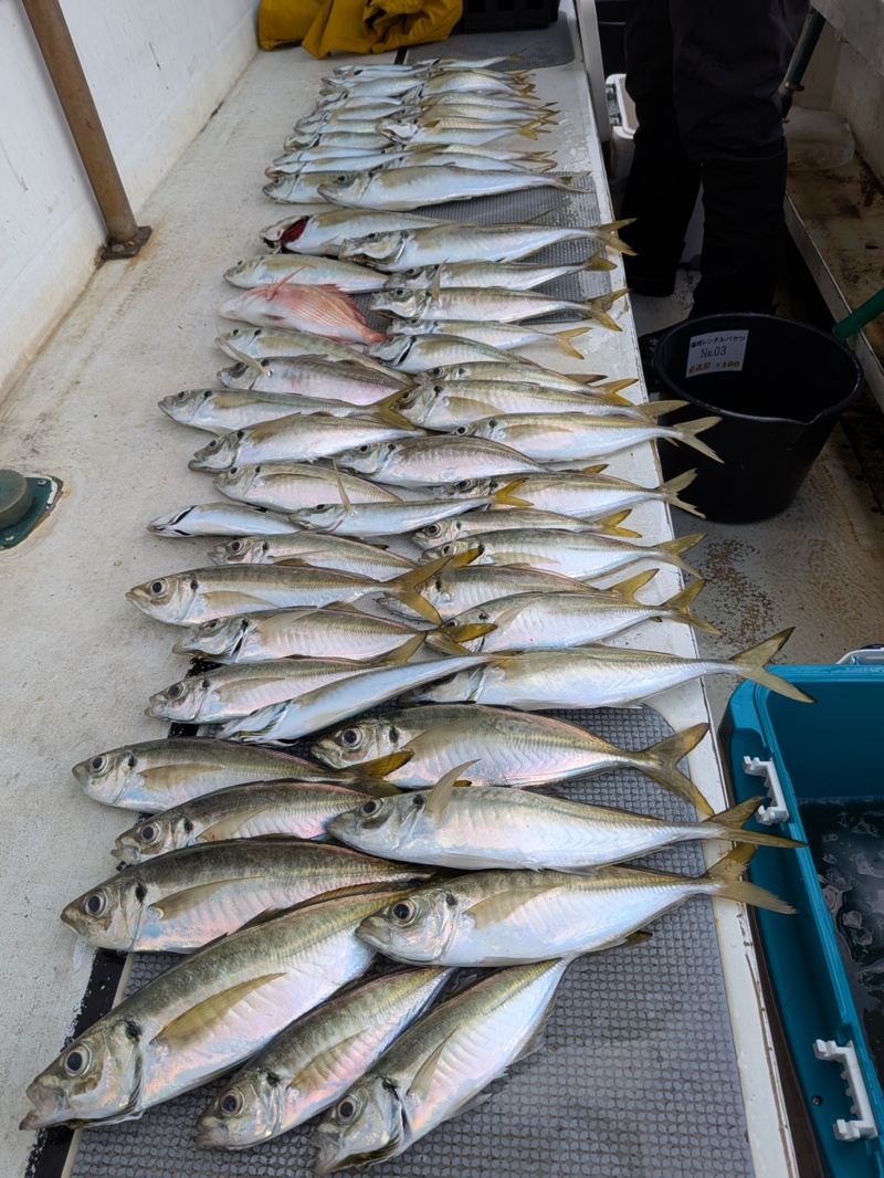 和歌山県加太沖の船釣りで鬼アジ釣果