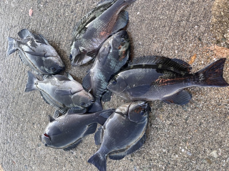 淡路島波止グレ釣行