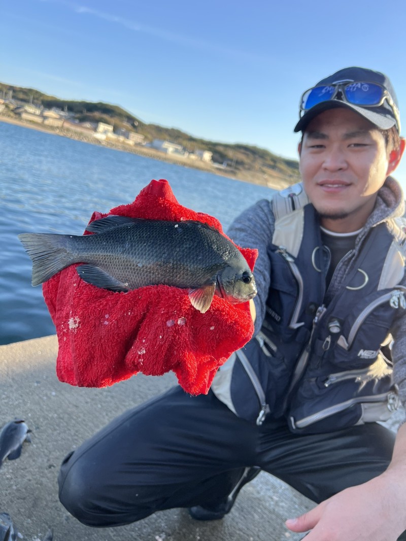淡路島波止グレ釣行