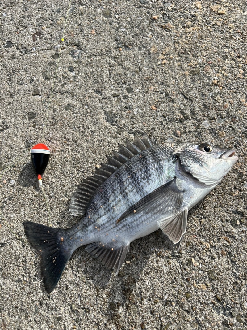 淡路島波止グレ釣行