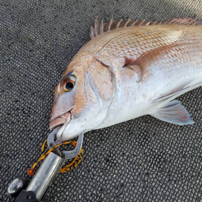 明石初冬のタイラバ