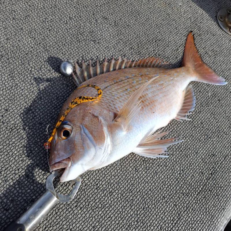 明石初冬のタイラバ