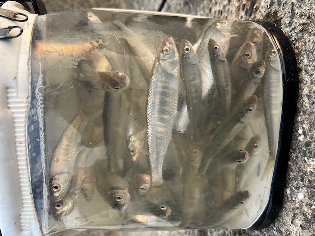 淀川河川公園枚方大橋岸からのオイカワ釣り