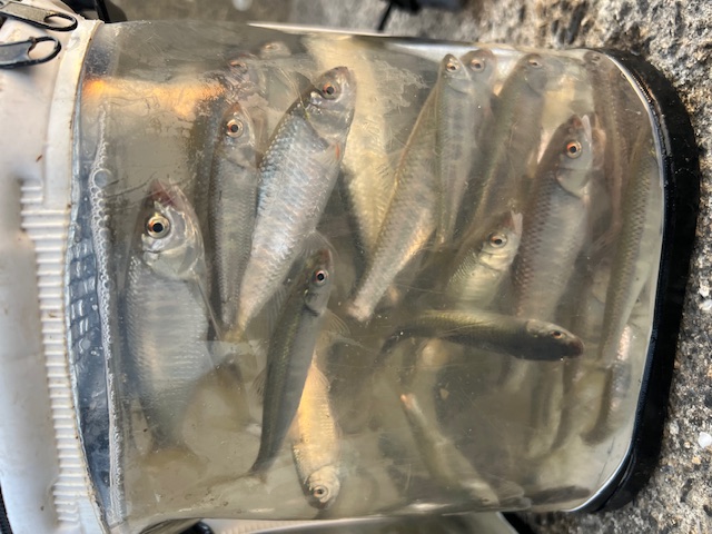 淀川河川公園枚方大橋岸からのオイカワ釣り