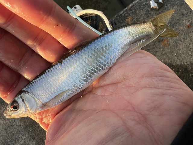 淀川河川公園枚方大橋岸からのオイカワ釣り