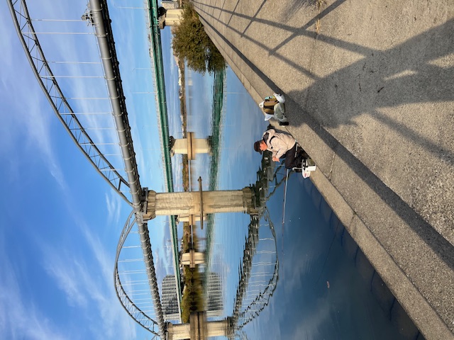 淀川河川公園枚方大橋岸からのオイカワ釣り