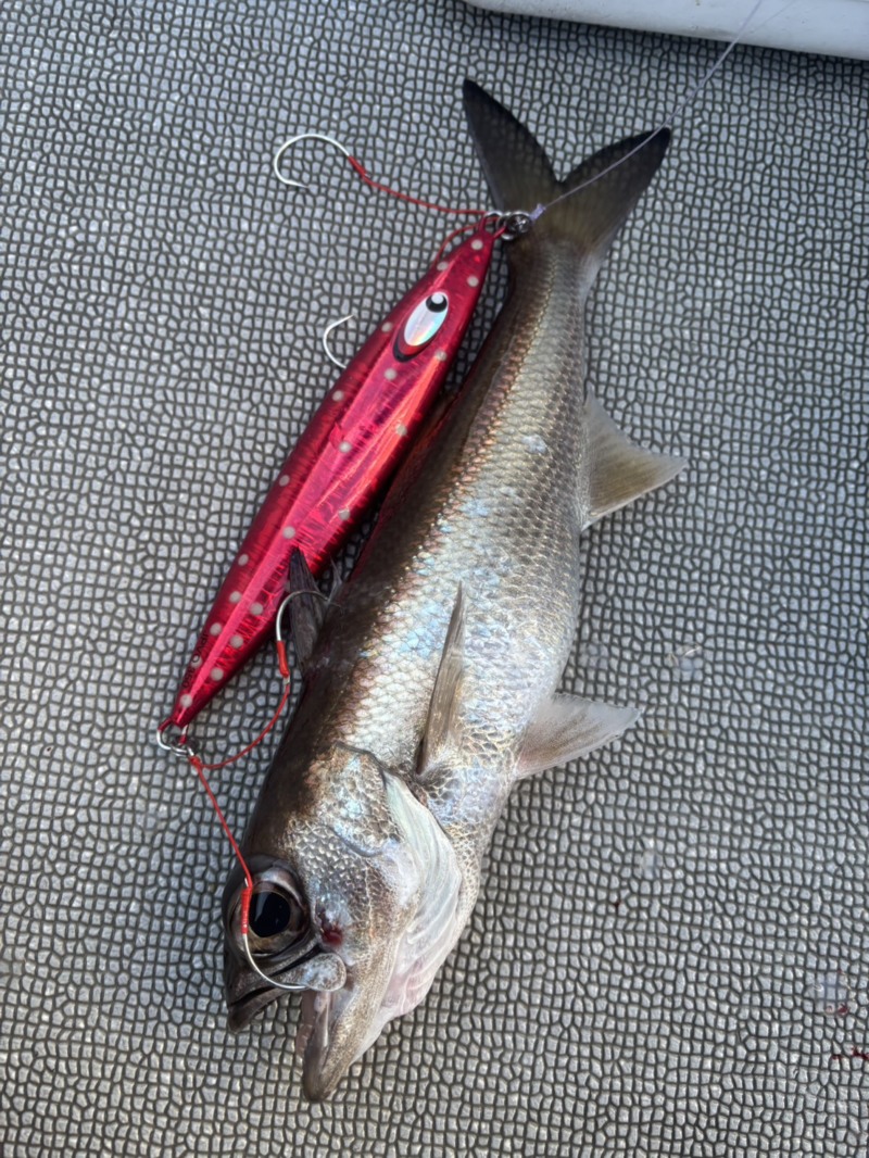 へいみつ丸で中深海ジギング