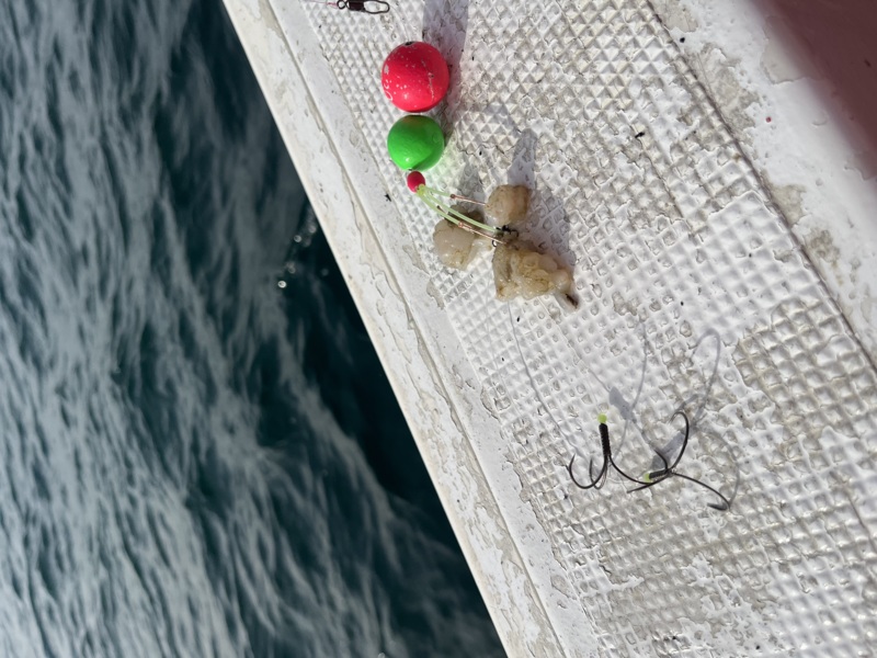 カットウフグ釣り