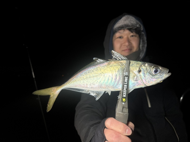 神戸沖ボートアジング釣果!!