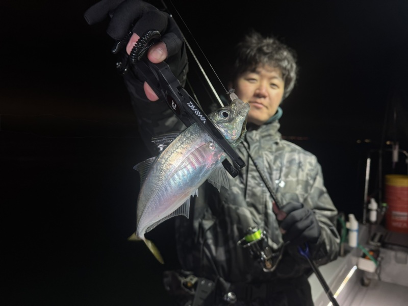 神戸沖ボートアジング釣果!!