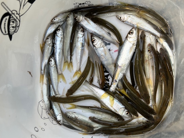 大阪府淀川河川公園枚方大橋岸からのオイカワ釣果