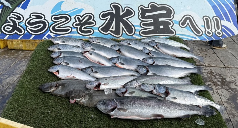 兵庫県姫路市「海上釣堀水宝」のサーモン釣果