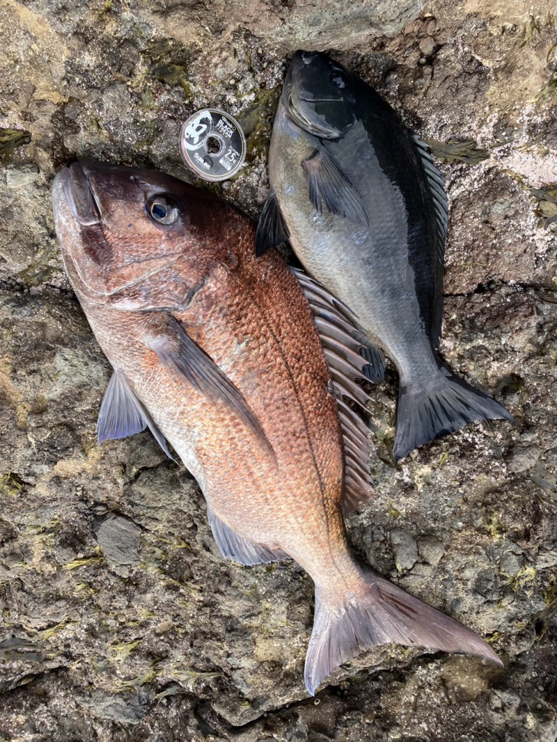 島根県隠岐諸島 西ノ島の磯釣りで真鯛・口太グレの釣果