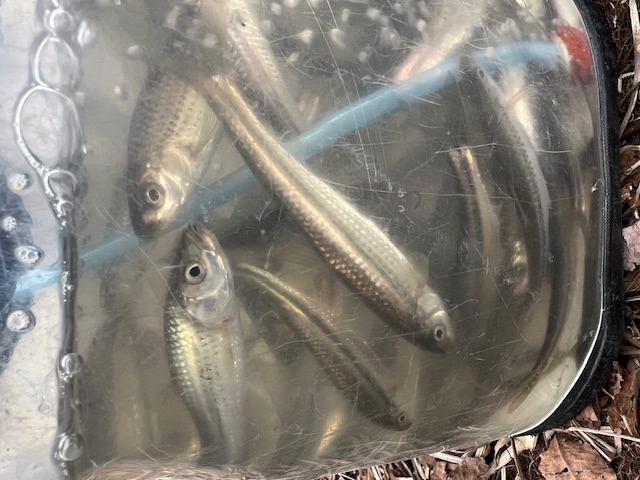 琵琶湖南湖東岸でホンモロコ始動4