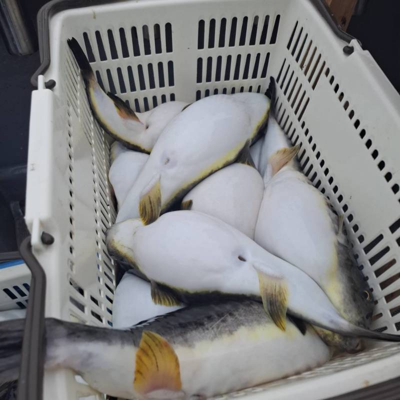 兵庫県柴山港大吉丸でのマフグ釣果