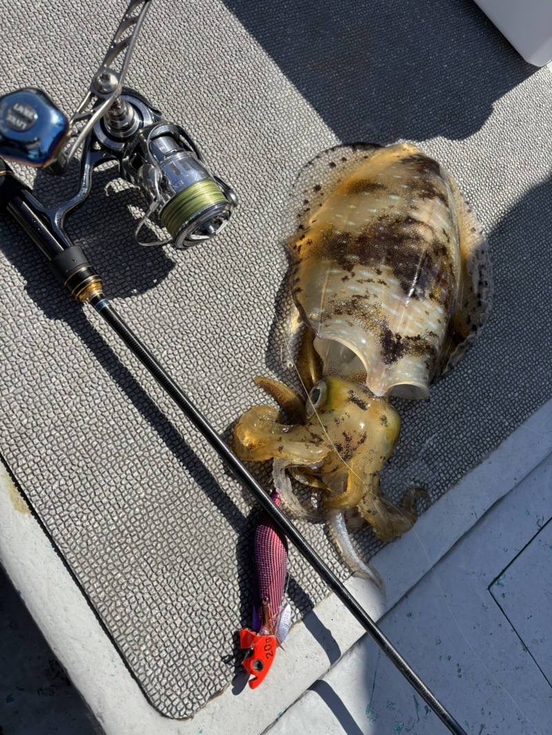 三重県南伊勢町名古丸ティップラン‼️