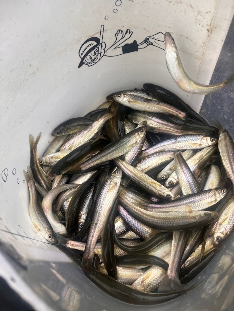 琵琶湖南湖東岸でホンモロコ5