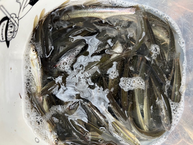 琵琶湖南湖東岸でホンモロコ5