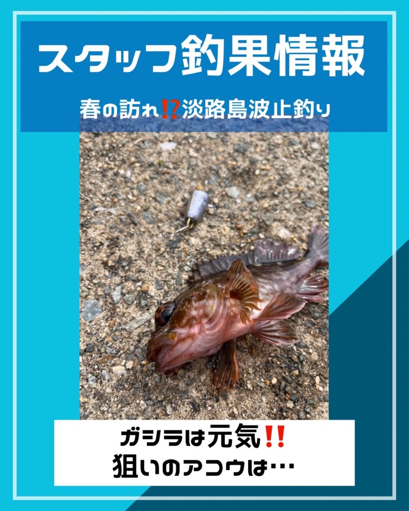 一筋縄ではいかない波止アコウ