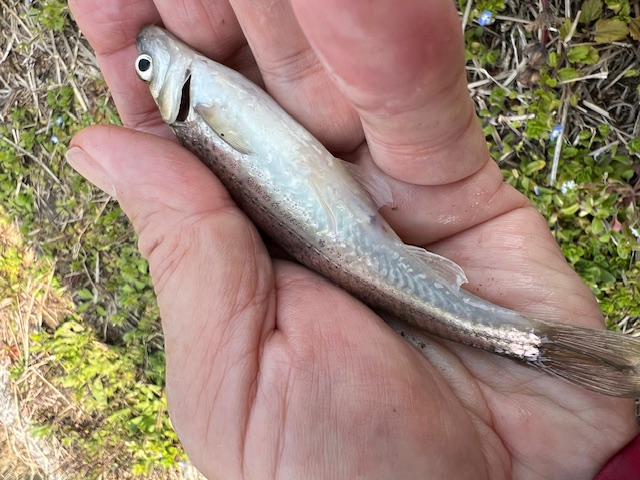 琵琶湖南湖東岸でホンモロコ6