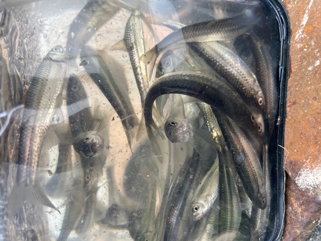 琵琶湖南湖東岸でホンモロコ6