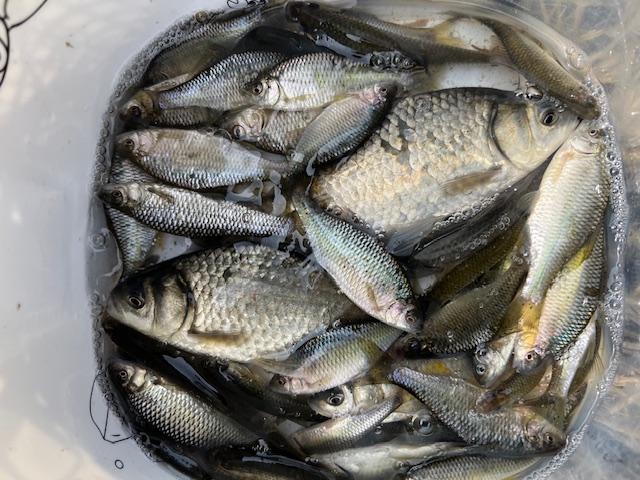 琵琶湖南湖東岸でホンモロコ6